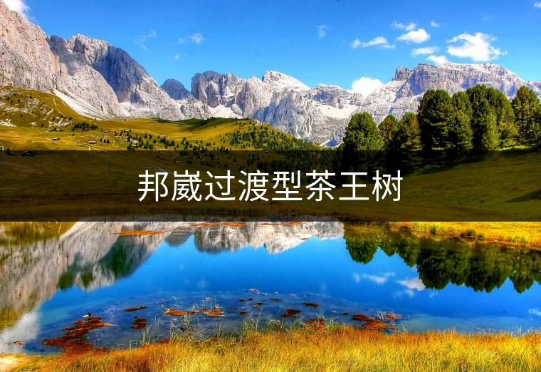 邦崴過渡型茶王樹 邦崴過渡型茶王樹