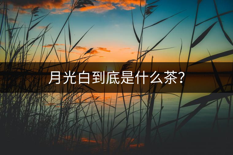 月光白到底是什么茶？