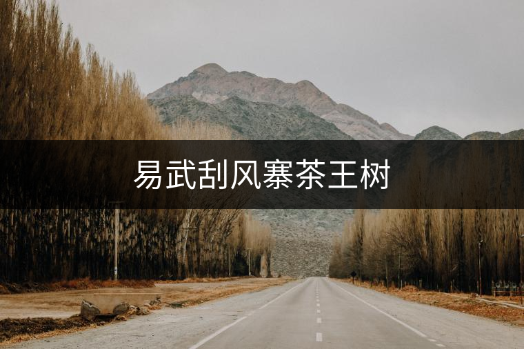 易武刮風(fēng)寨茶王樹 易武刮風(fēng)寨茶王樹