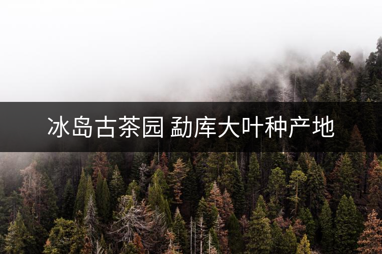 冰島古茶園 勐庫大葉種產(chǎn)地 冰島古茶園 勐庫大葉種產(chǎn)地