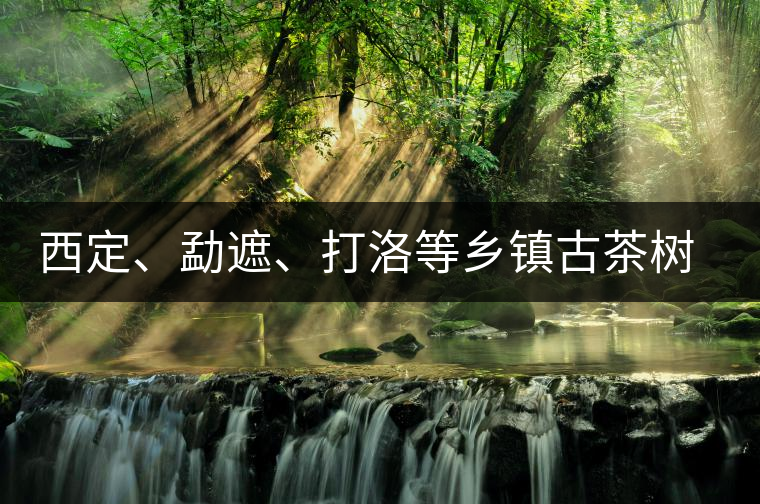 西定、勐遮、打洛等鄉(xiāng)鎮(zhèn)古茶樹資源
