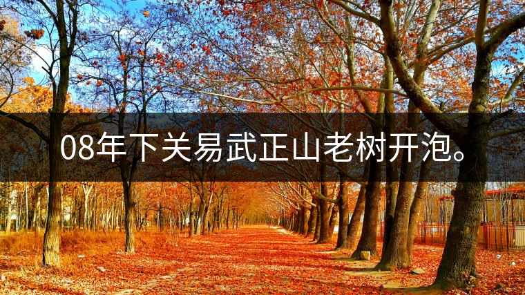 08年下關(guān)易武正山老樹開泡。