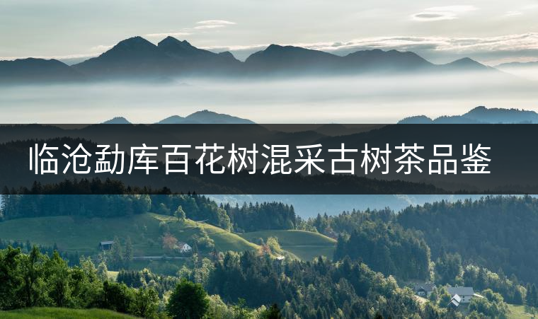 臨滄勐庫百花樹混采古樹茶品鑒報(bào)告 臨滄勐庫百花樹混采古樹茶品鑒報(bào)告