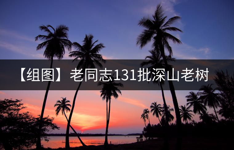 【組圖】老同志131批深山老樹茶開湯