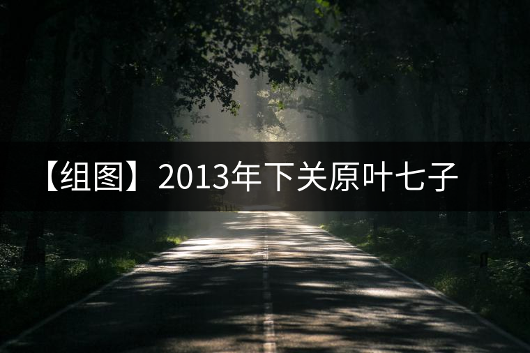 【組圖】2013年下關原葉七子餅茶開湯