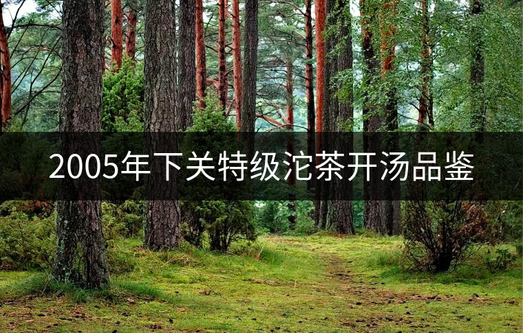 2005年下關特級沱茶開湯品鑒 2005年下關特級沱茶開湯品鑒