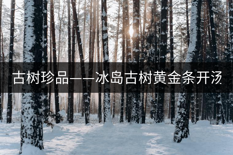 古樹(shù)珍品——冰島古樹(shù)黃金條開(kāi)湯（圖閱）