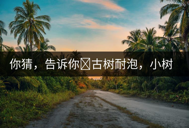 你猜，告訴你?古樹耐泡，小樹、臺地不耐泡都是什么心理？