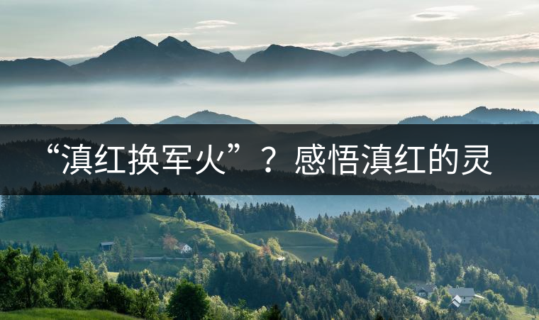 “滇紅換軍火”？感悟滇紅的靈與性！