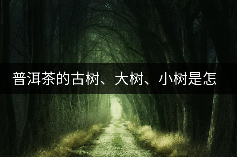 普洱茶的古樹、大樹、小樹是怎樣劃分的？