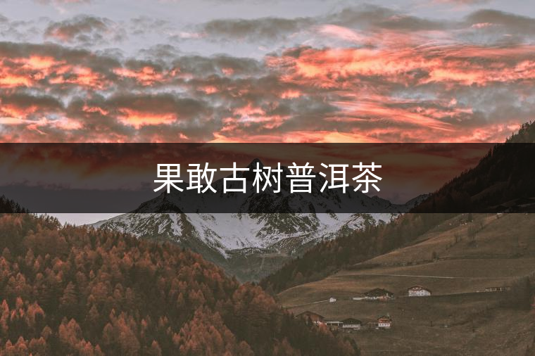 果敢古樹普洱茶