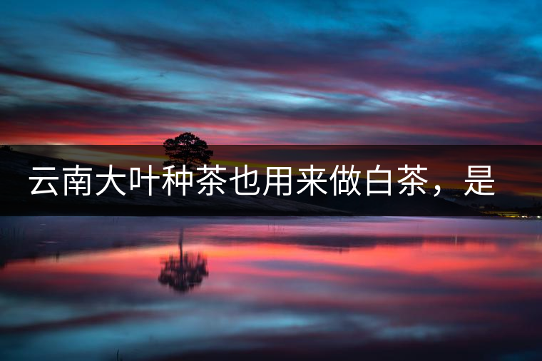 云南大葉種茶也用來做白茶，是真的好喝嗎？