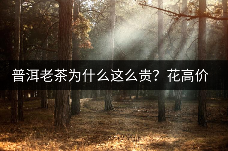 普洱老茶為什么這么貴？花高價(jià)買值嗎？