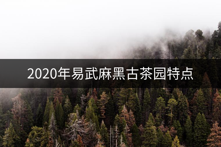 2020年易武麻黑古茶園特點(diǎn) 2020年易武麻黑古茶園特點(diǎn)