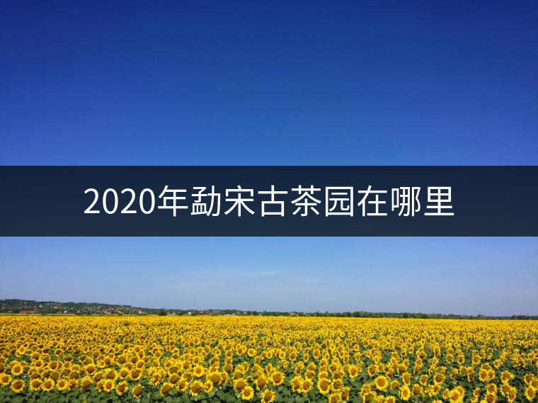 2020年勐宋古茶園在哪里 2020年勐宋古茶園在哪里