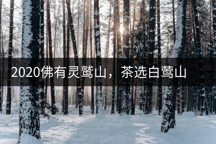 2020佛有靈鷲山，茶選白鶯山——白鶯山二嘎子茶