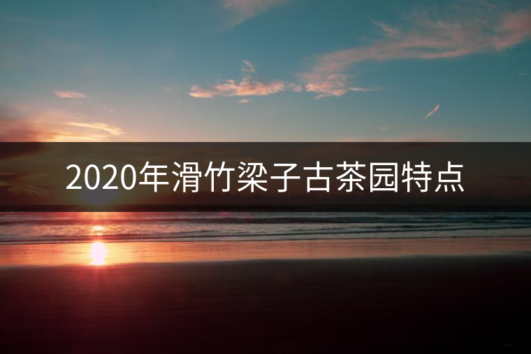 2020年滑竹梁子古茶園特點 2020年滑竹梁子古茶園特點