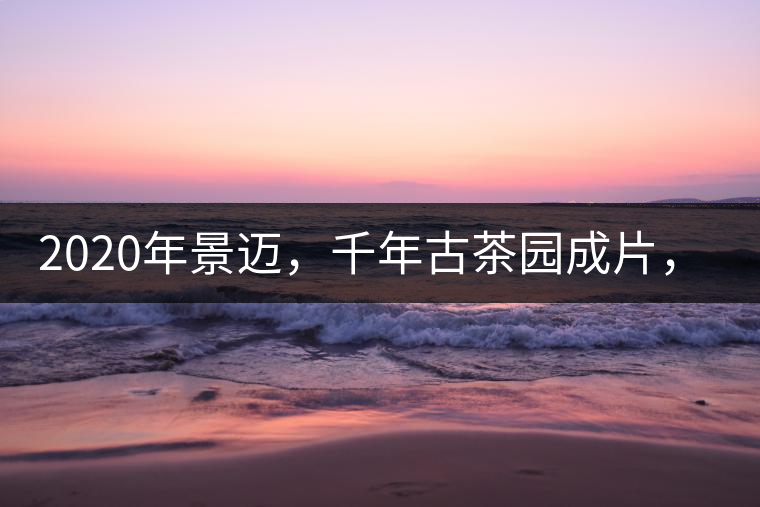 2020年景邁，千年古茶園成片，蘭花香堪稱一絕！