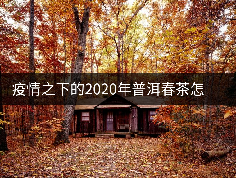 疫情之下的2020年普洱春茶怎么辦？春天會遲到，但一定會來