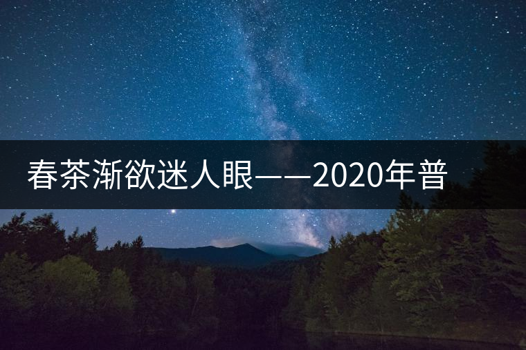 春茶漸欲迷人眼——2020年普洱春茶上市,可別買假了 春茶漸欲迷人眼——2020年普洱春茶上市,可別買假了
