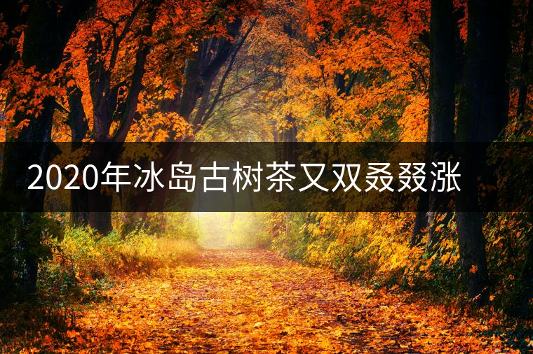 2020年冰島古樹茶又雙叒叕漲價了，今年的普洱春茶準備你下手嗎
