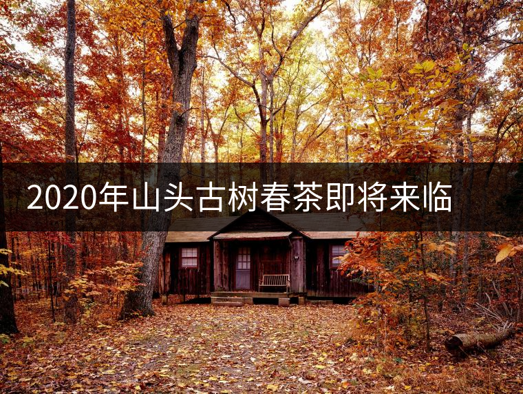2020年山頭古樹春茶即將來臨，開啟山頭茶的既然是它