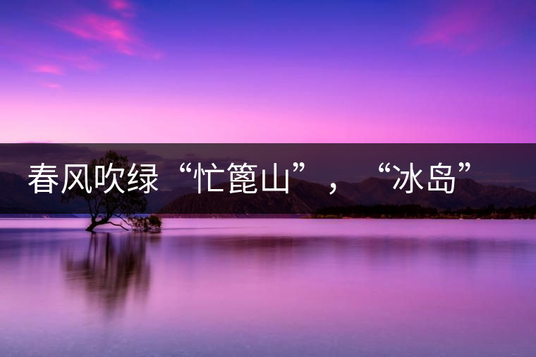 春風(fēng)吹綠“忙篦山”，“冰島”“老寨”春茶香