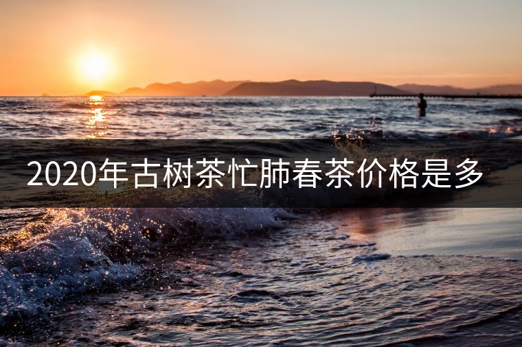 2020年古樹茶忙肺春茶價(jià)格是多少？