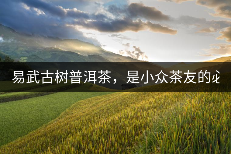 易武古樹普洱茶，是小眾茶友的必選？