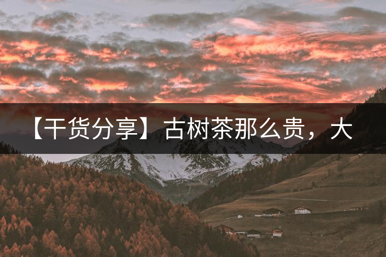 【干貨分享】古樹茶那么貴，大家為什么還在瘋狂追求？