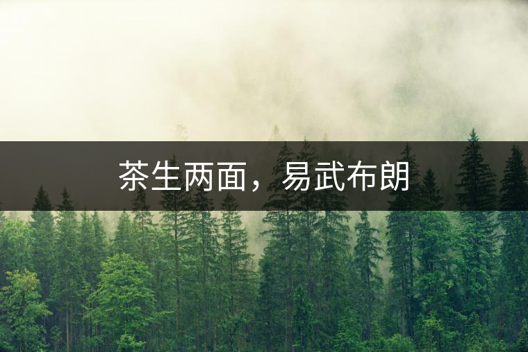 茶生兩面，易武布朗