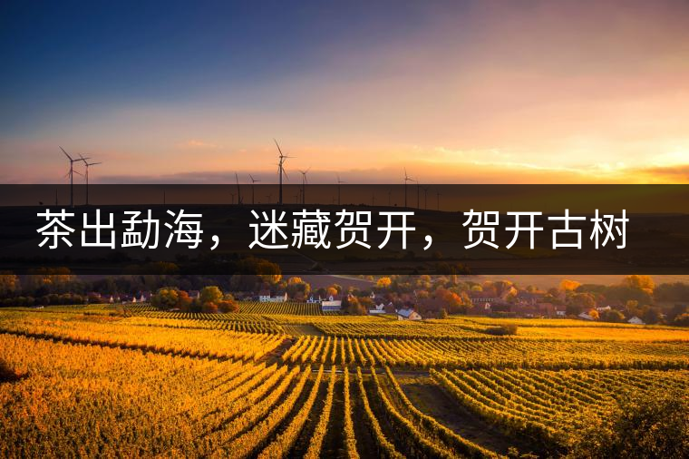 茶出勐海，迷藏賀開，賀開古樹普洱茶