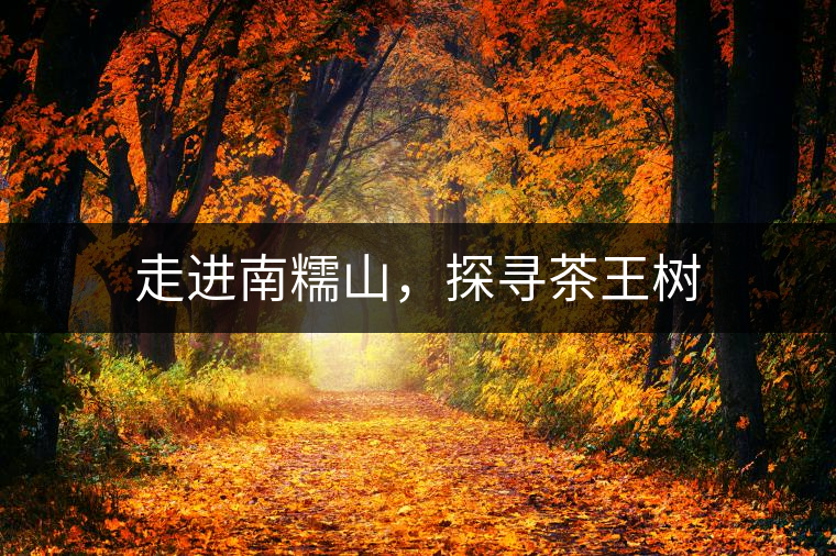 走進(jìn)南糯山，探尋茶王樹