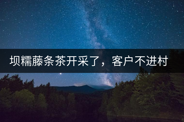 壩糯藤條茶開采了，客戶不進(jìn)村，村民怎么賣茶？