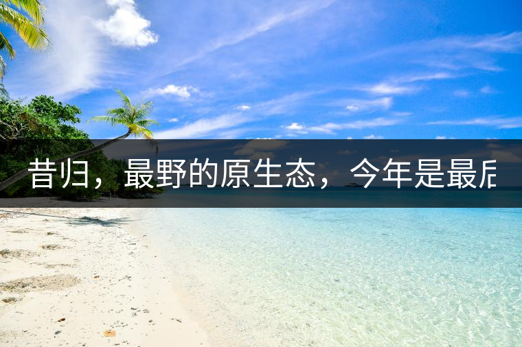 昔歸，最野的原生態(tài)，今年是最后一年了！