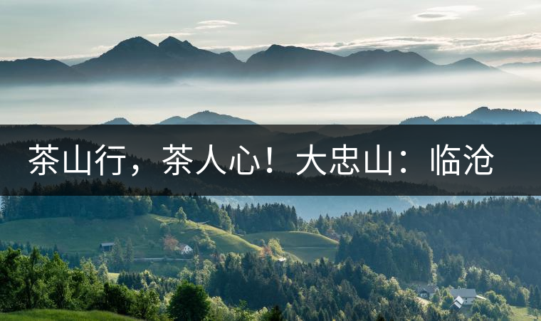 茶山行，茶人心！大忠山：臨滄之龍，雪山之熊