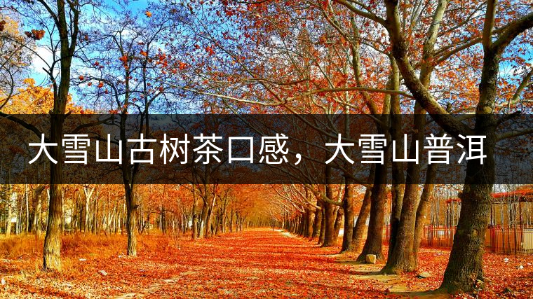 大雪山古樹茶口感，大雪山普洱茶價格