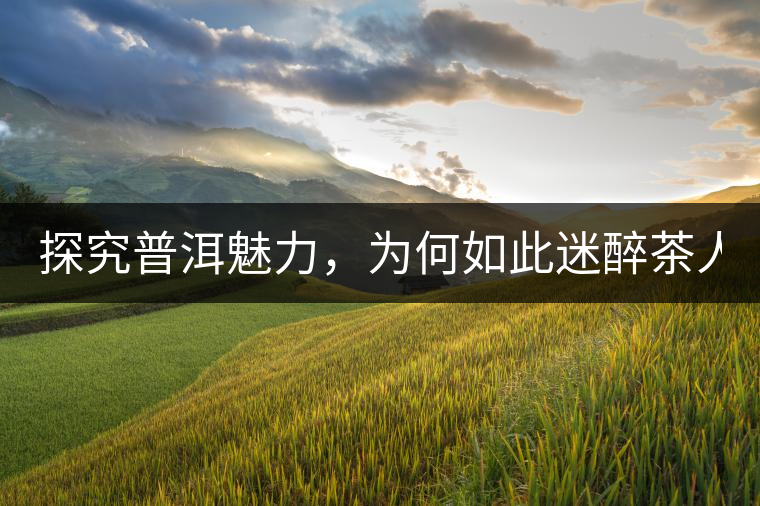 探究普洱魅力，為何如此迷醉茶人！