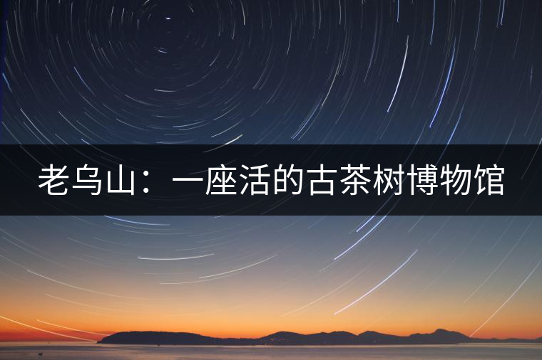 老烏山：一座活的古茶樹(shù)博物館