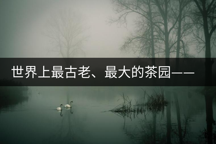 世界上最古老、最大的茶園——芒景