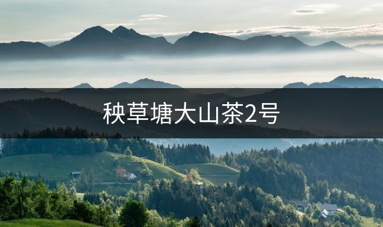 秧草塘大山茶2號(hào) 秧草塘大山茶2號(hào)