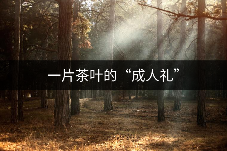 一片茶葉的“成人禮” 一片茶葉的“成人禮”