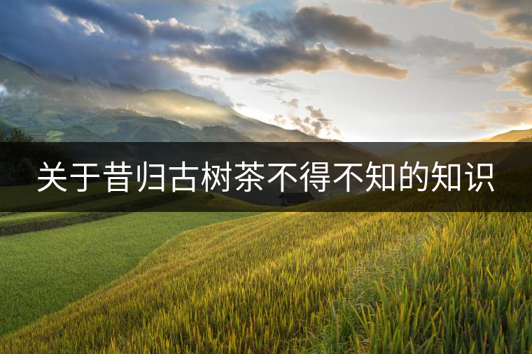 關(guān)于昔歸古樹(shù)茶不得不知的知識(shí) 關(guān)于昔歸古樹(shù)茶不得不知的知識(shí)