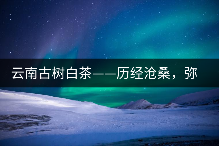 云南古樹白茶——歷經(jīng)滄桑，彌足珍貴