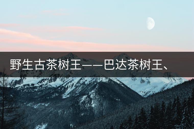 野生古茶樹王——巴達茶樹王、千家寨茶樹王及錦繡茶祖