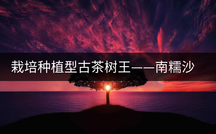 栽培種植型古茶樹王——南糯沙歸茶樹王