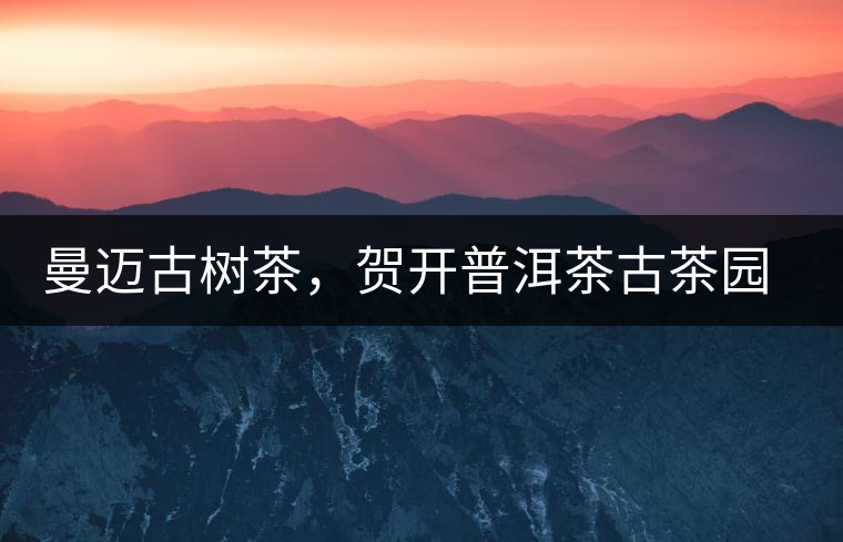 曼邁古樹茶，賀開普洱茶古茶園的華彩綻放