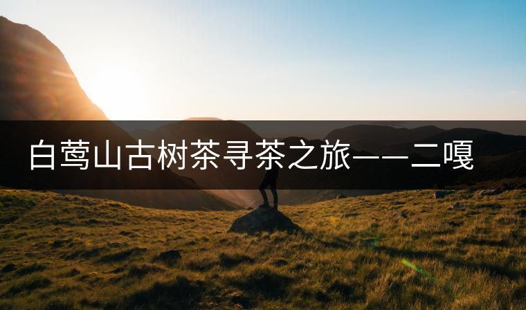 白鶯山古樹茶尋茶之旅——二嘎子茶王樹
