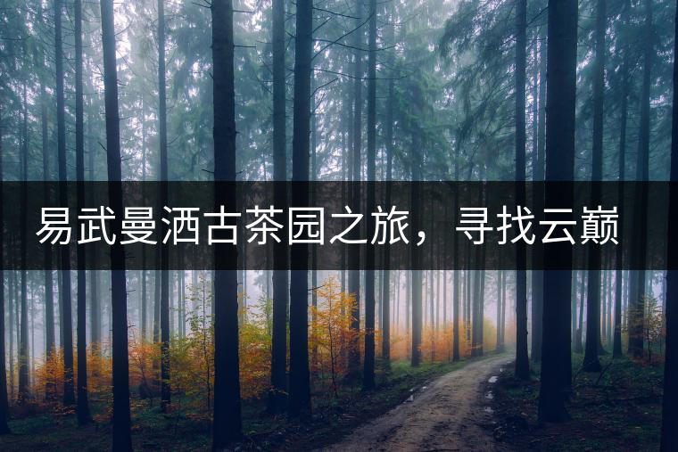 易武曼灑古茶園之旅，尋找云巔上的好茶