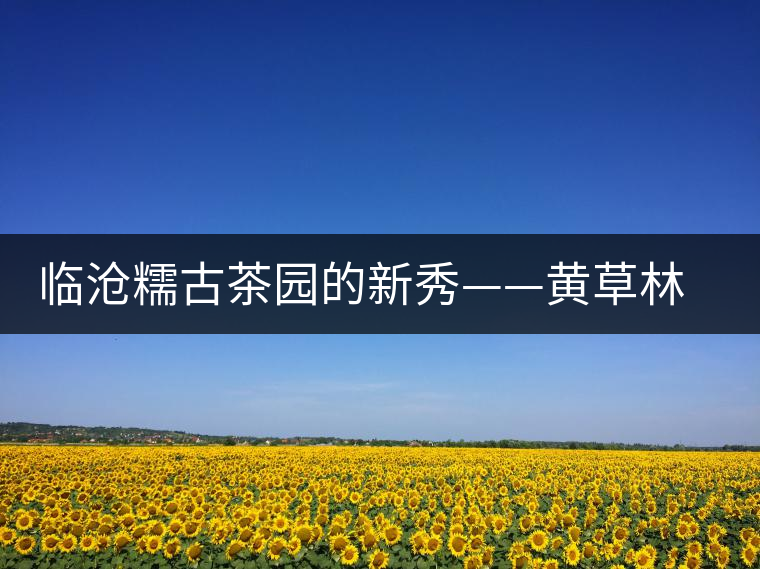 臨滄糯古茶園的新秀——黃草林古樹茶特點(diǎn)介紹 臨滄糯古茶園的新秀——黃草林古樹茶特點(diǎn)介紹